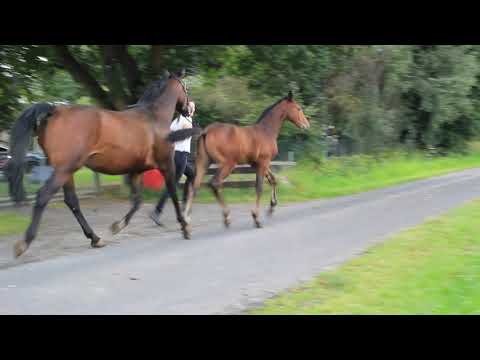 Cornet Capaccio  Hengst Fohlen