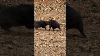Download lagu Awesome Wild Boar Fighting 🐗 😜 #warthog #pig #boar #hog #viral #animal #wildpig #wildboar #wildlife mp3