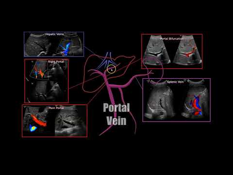 Portal Vein Anatomy