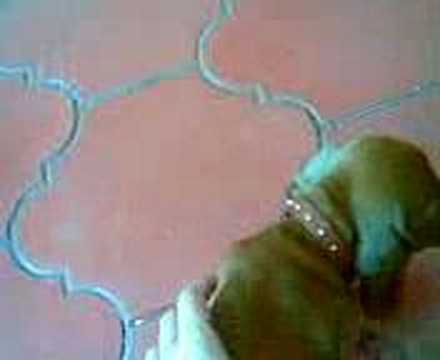 Gufi el salchichita hibrido