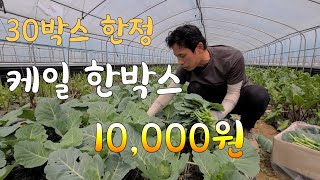 케일 즙용 한박스 만원   30박스 한정