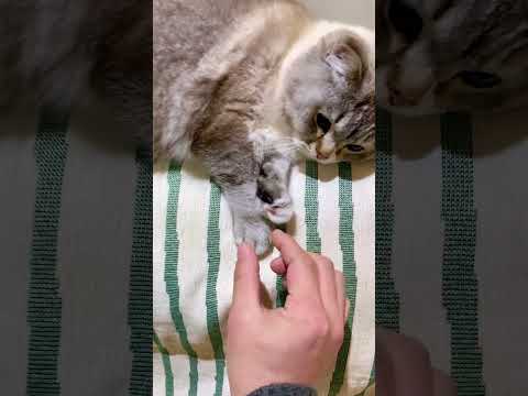 Who Stepped on My Banana? 🍌🐱