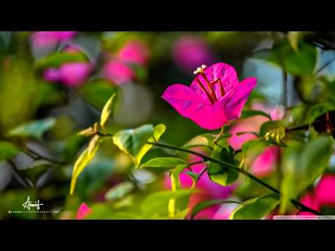 Muzikantas   Antanas  - Vasara  Prabėgo -