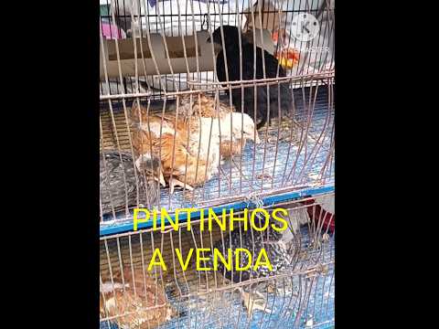 PINTINHOS A VENDA NA CASA DE RAÇÃO PARA AVES B.jardim_PE.#shortsfeed #shortsviral #videoshorts
