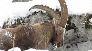 beau  bouquetin sous la neige(film de rabahi boussad)