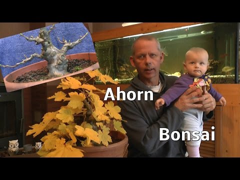 Bonsai sycamore a growing season is over