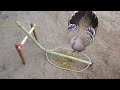 Creative Bird Trap - Minute Experiment Bird Trap Make From Bamboo Vs Wood Vs Rubber