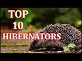 THE TOP 10 HIBERNATORS ANIMAL GLOBE