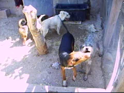 HUGO, ADONIS, ANABEL ,BOBBY + TIMMY IN IHREM GEHEGE