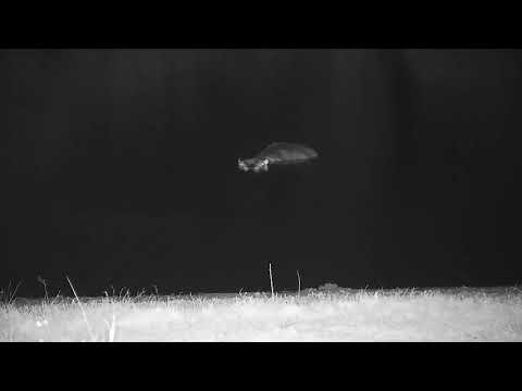 Djuma: Hippo in the dam - 00:48 - 11/05/21