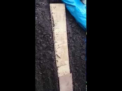 Worm Farm - horizontal migration from old breeder boxes - 180515