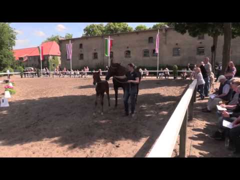 Stute von Sir Heinrich Castus I Stuten  und Fohlenschau Warendorf  15 06 2015  Warmblutfohlen