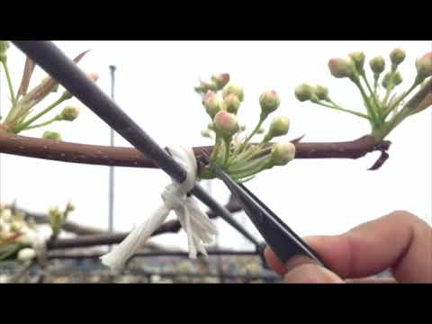 梨の木を植える：時期と方法、そしてメンテナンスのヒント！  庭園