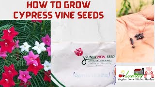 How to grow Cypress Vine  seeds with summer  tips at Asim Rooftop Garden | Ipomoea quamoclit seeds