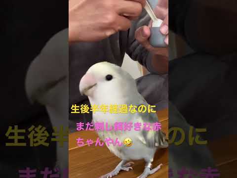 ちょっとした掃除のために水を入れた洗面器を楽しむ鳥たち