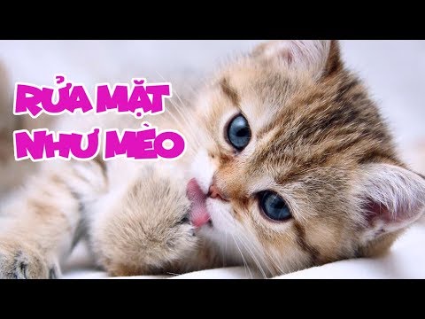 Rửa Mặt Như Mèo - Meo Meo rửa mặt như Mèo - Bé Mon | Nhạc Thiếu Nhi Vui Nhộn Sôi Động Hay Nhất