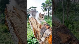 Cuttest kitten in the Nature #shortsfeed #cute #kitten #cutecat #kittenwithnature #kittencuddles