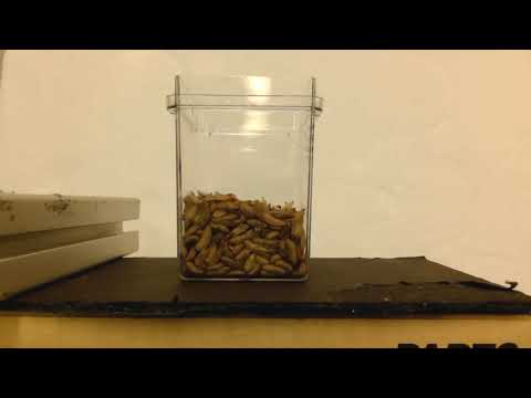 Active larvae clusters form a ‘living fluid’