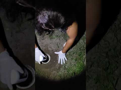 Root Killer Kills Tree Roots Roebic Root Killer