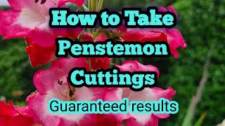 How to take Penstemon cuttings a complete guide with guaranteed results