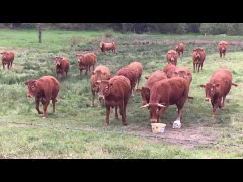 Mein Jakobsweg 2017 - Tag 12 La Souterraine - Benevent l' Abbaye