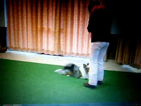 dog dance demo in berkenbos met tessy en hyko