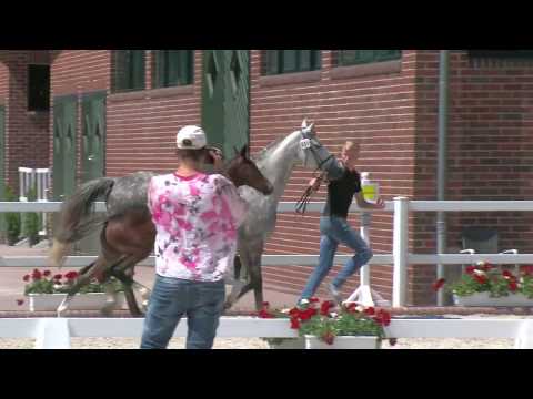 Stf v Dancier Gold x Royal Diamond x Rubino Rosso 2020