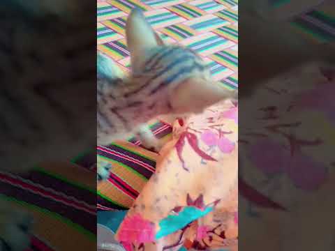 #cutecats #music 😽😽