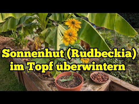 Overwintering coneflower (Rudbeckia) in a pot