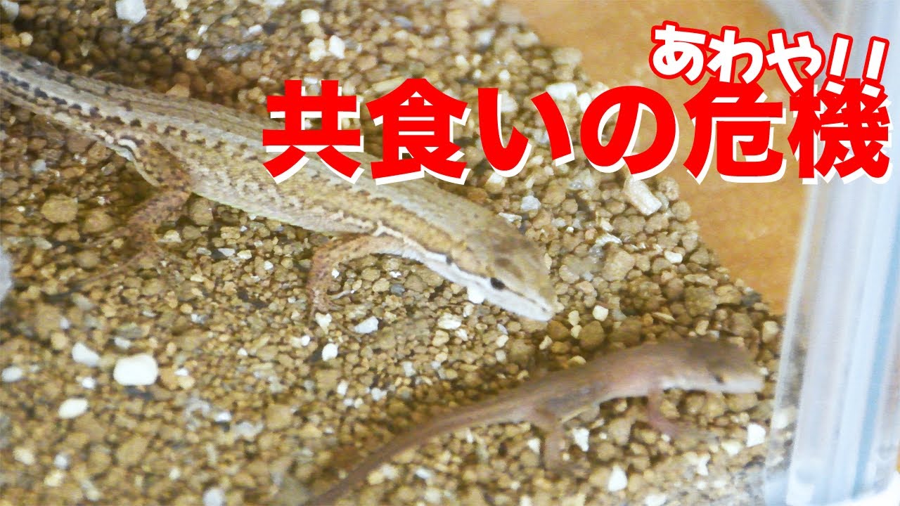 あわや！カナヘビ共食いの危機！