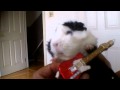 SOPHIE THE ROCK STAR GUINEA PIG
