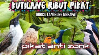 Download lagu KUTILANG RIBUT PIKAT VS BURCIL ‼️suara pikat terbaik mp3