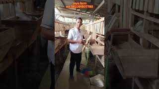 Download lagu pregnant and lactating goat mp3 Download lagu pregnant and lactating goat mp3