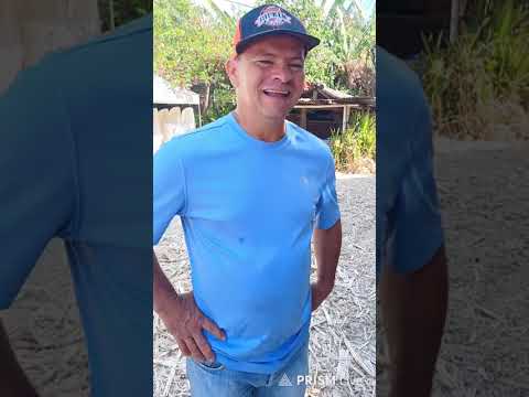 Ambiente en la molienda los Barahona, Cantón San Luis Arriba, distrito Mercedes la Ceiba, La Paz.