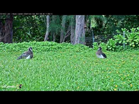 Kalama and Pu'u Meet Face to Face – May 26, 2017