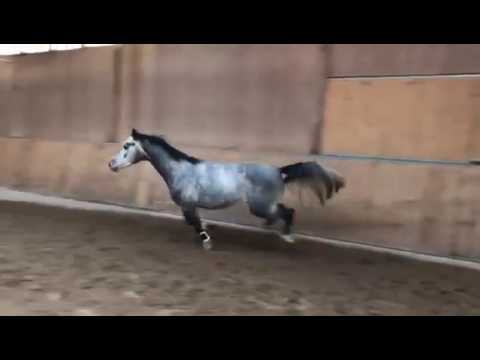 Grey Top x Contendro I