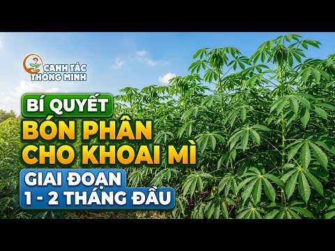 Canh Tác Thông Minh | Bí Quyết Bón Phân Cho Khoai Mì Giai Đoạn 1 - 2 Tháng Đầu 🌱