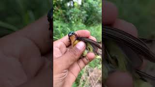 Download lagu Catching black hummingbirds is really fun #birds mp3