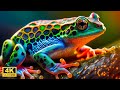 Frogs in 4K UHD: A Video for Relaxation and Exploration with Relaxing Music