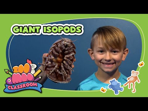 Strange alien living in the deep ocean | Splash And Bubbles | @ZooMoo