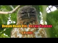 Brown Boobook Call Brown Hawk Owl Call Brown Hawk Owl Sound