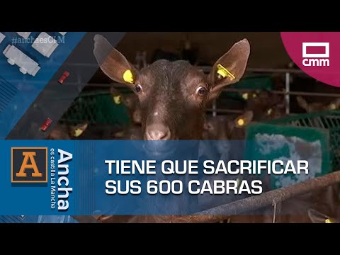 , title : 'Tiene que sacrificar sus 600 cabras por tuberculosis | Ancha es Castilla-La Mancha'