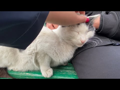 This cat caresses from both sides