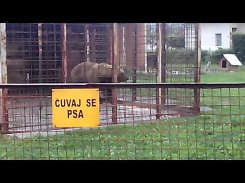 Cuvaj se " PSA "  BOSNA RULEZ :)