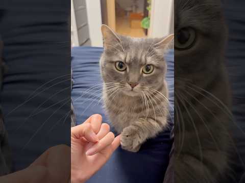 帰りが遅いパパのために。ママと猫の温かいお出迎え #shorts #猫 #猫好きさんと繋がりたい