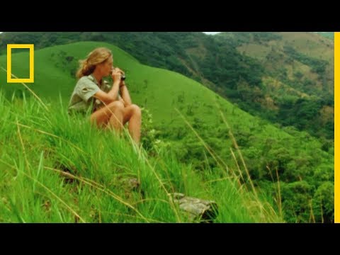 Les premières observations de Jane Goodall