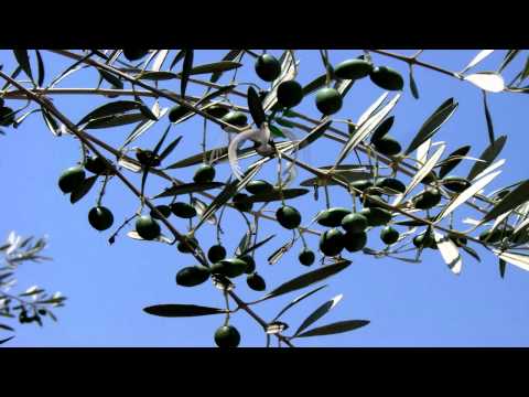 Michael Garrison -Take A Chance