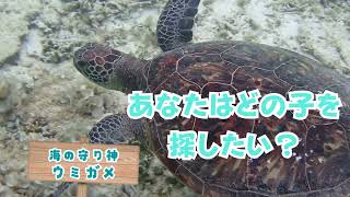 シュノーケリング・SUP専門店【シートラベラー(Seatraveler)】