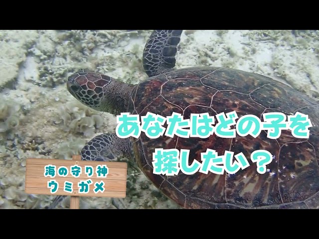 シュノーケリング・SUP専門店【シートラベラー(Seatraveler)】