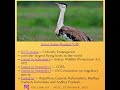 Great Indian Bustard
